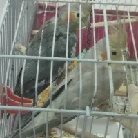 عروس هلندی