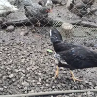 فروش مرغ تخمگذار و نیمچه خروس|حیوانات مزرعه|رضوانشهر, |دیوار