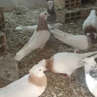 کفتر طوقی|پرنده|نیشابور, مازول|دیوار