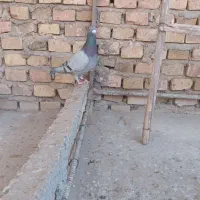 کبوتر پلاکی