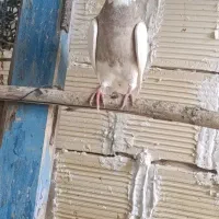 کبوتر طوقی