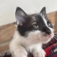 واگذاری فوری گربه|گربه|رشت, معلم|دیوار