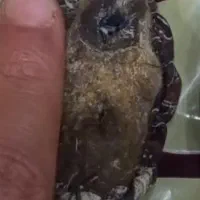 سنگ حبهاب (جذب فوری)|جواهرات|یزد, |دیوار