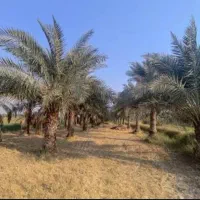 ۵ هکتار زمین حفار شرقی فرصت طلایی...عکس تزینی