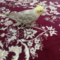 عروس هلندی