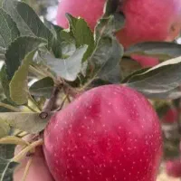 سیب قرمز استخوانی