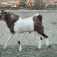 بز نر داشتی و گوشتی نسل دوقلو پاکستانی