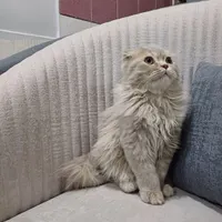موکا