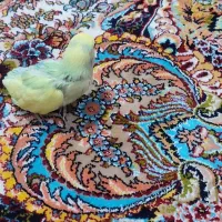 طوطی برزیلی (اوپال)|پرنده|شهریار, کردزار|دیوار