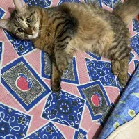 واگذاری رایگان گربه دی ال اچ مهربون|گربه|نوشهر, |دیوار