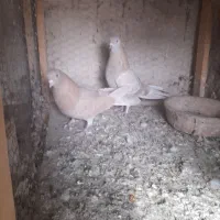 کفتر زردی|پرنده|شهریار, کهنز|دیوار