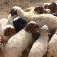 بره