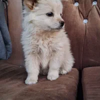 توله ماده پامر