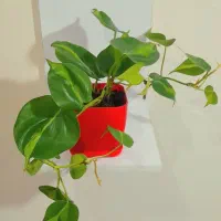 پتوس رونده ابلق