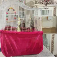 عروس هلندی|پرنده|کرج, آق تپه|دیوار
