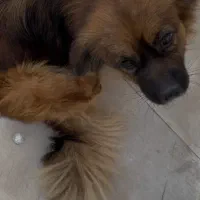 سگ گمشده