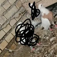 طوقی ماده|پرنده|شادگان, |دیوار