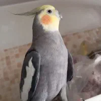 یک عدد عروس سخنگو