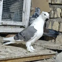 پشت سبز کاکلی سرخ سینماش گرفتنی|پرنده|قم, آزادگان|دیوار