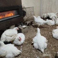 مرغ گوشتی ارگانیک