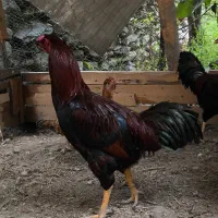 خروس|حیوانات مزرعه|بندر گز, |دیوار