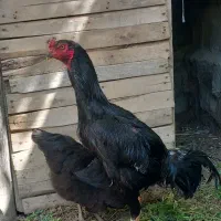 3500000
