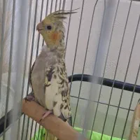 عروس هلندی۳ ماهه کینگ سایز مرواریدی فوری فروشی|پرنده|تهران, ائمه اطهار|دیوار