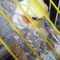 عروس هلندی نر