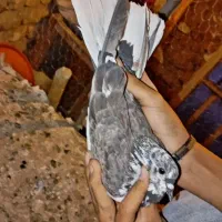 کبوتر