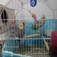 یه جفت عروس هلندی|پرنده|رباط‌کریم, الارد|دیوار