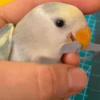 گمشده