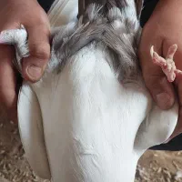 دمبی|پرنده|کرخه, |دیوار