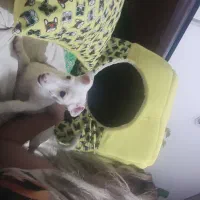 واگذاری سگ شیتزو پامر