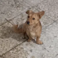 سگ پا کوتاه نر