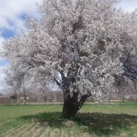 1800متر زمین کشاورزی در گلپایگان