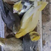 طوطی عروس سرلاکی