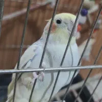 یک جفت عروس هلندی با قفس بزرگ