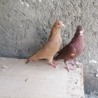 زرد و سرخ کرمونی پشت گراف سار کله سیاه سینه زرد