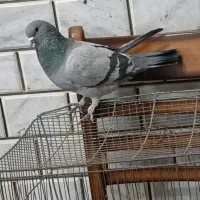 پرنده،کبوتر