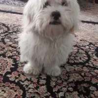 سگ جهت جفت گیری واگذاری نیست