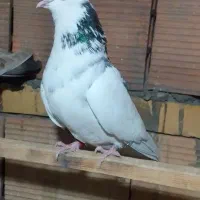 کفتر کبوتر پرشی کبکی