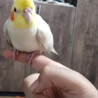 فروش عروس هلندی|پرنده|نورآباد, |دیوار