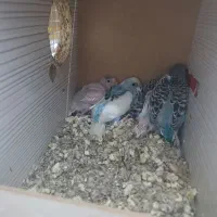 جوجه مرغ عشق