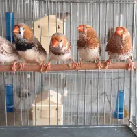 فنچ گلدین زبرا کرواتی بنگالی|پرنده|کرج, ساسانی (قلمستان)|دیوار