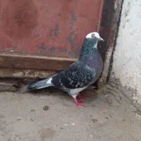 کبوتر|پرنده|رشت, یخسازی|دیوار