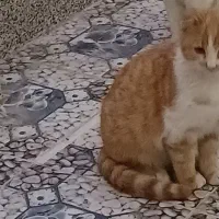 واگذاری رایگان گربه ۷ ماهه به شخص یا خانواده متعهد