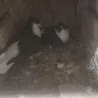 باسلام چند عددکبوترساده کالولی وساده سیاوافشون|پرنده|جلگه رخ, |دیوار