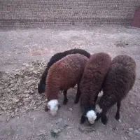 بره|حیوانات مزرعه|چهارباغ, |دیوار