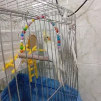 عروس هلندی|پرنده|شیراز, کوشک میدان|دیوار