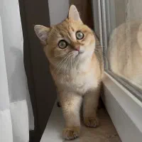 گربه بریتیش گلد نر ۱۰ماهه